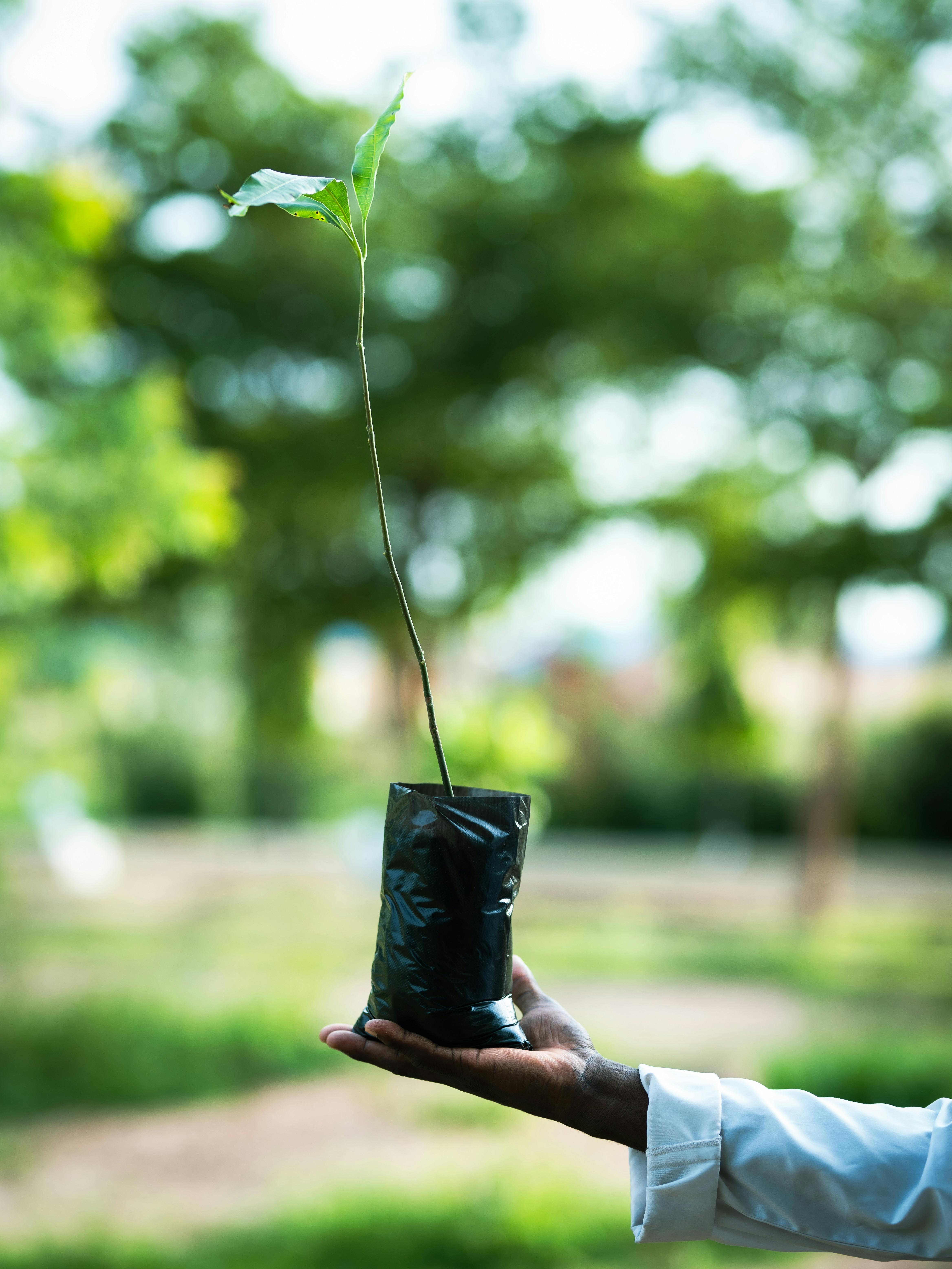 A hand holding a growing seedling in a bag outdoors against a blurred summer background.