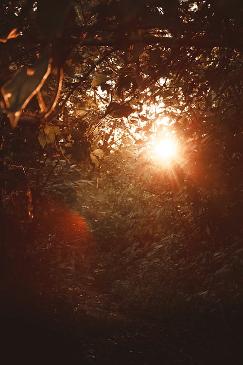 altın rengi gün batımı, doğa yürüyüşü, orman iz içeren Ücretsiz stok fotoğraf