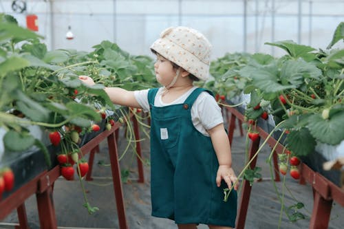 Foto d'estoc gratuïta de agricultura, barret, commovedor