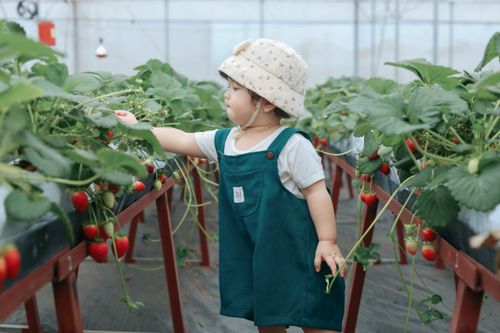 Free A young child exploring strawberry plants in a Vietnamese greenhouse, wearing a hat. Stock Photo