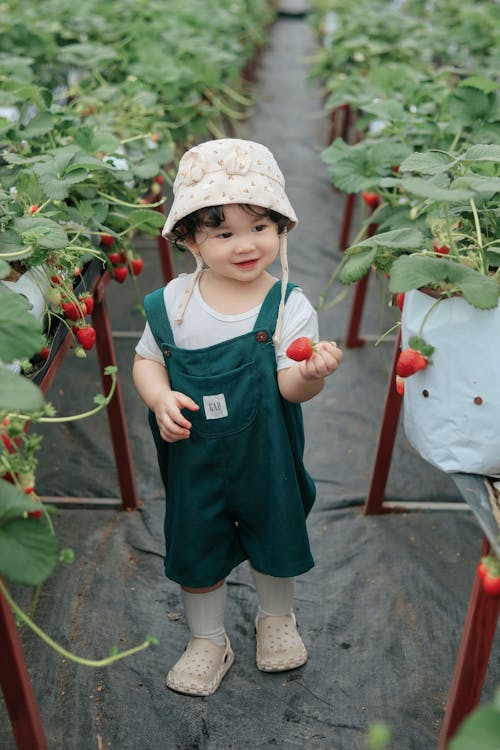 Small Child in a Bucket Hat and Dungarees Among the Strawberry Beds in the Greenhouse