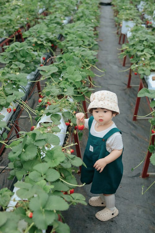 Little Girl in Dungarees Picking Strawberries from the Shrub in the Greenhouse
