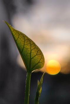 Close-up of a green leaf backlit by the sunrise in Bilaspur, India, showcasing delicate veins.