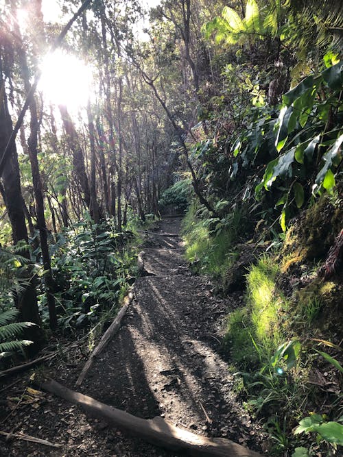 Free stock photo of dirt path, hawaii, jungle