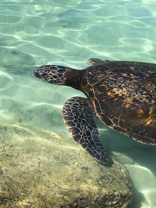 Free stock photo of blue water, sea turtle, snorkel