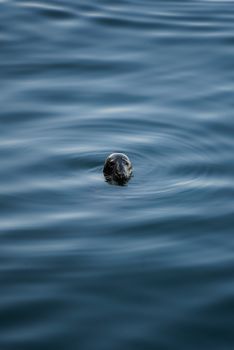 Close-up of a seal's head breaking the ocean surface in Brewster, MA.