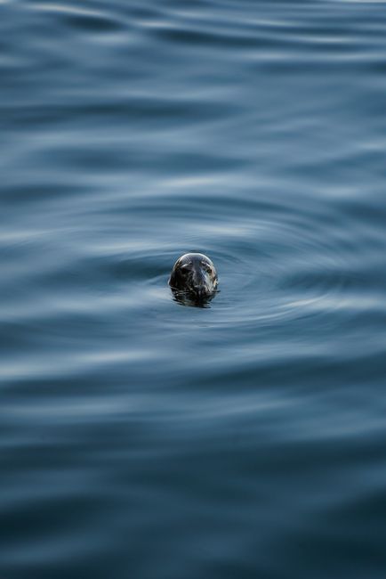 Close-up of a seal's head breaking the ocean surface in Brewster, MA.