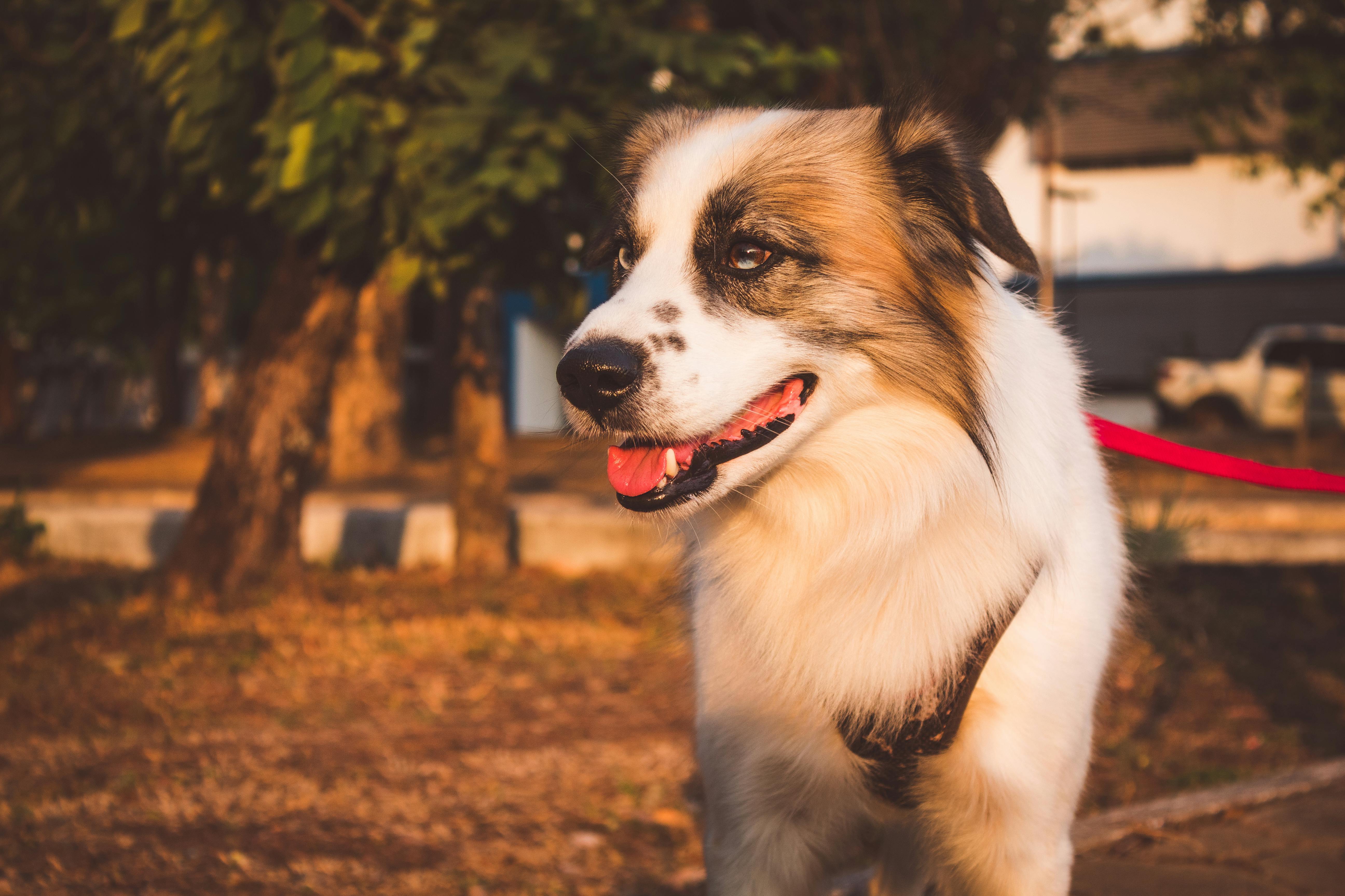 Brown Boxer Dog With Orange Black Powerdog Vest · Free Stock Photo