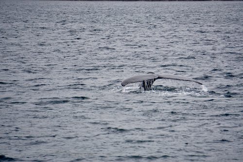 Free Captivating view of a whale tail emerging from the ocean surface, creating ripples. Stock Photo
