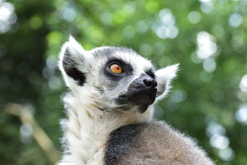 Free Captivating close-up of a ring-tailed lemur gazing outdoors, highlighting its striking fur and vivid eyes. Stock Photo