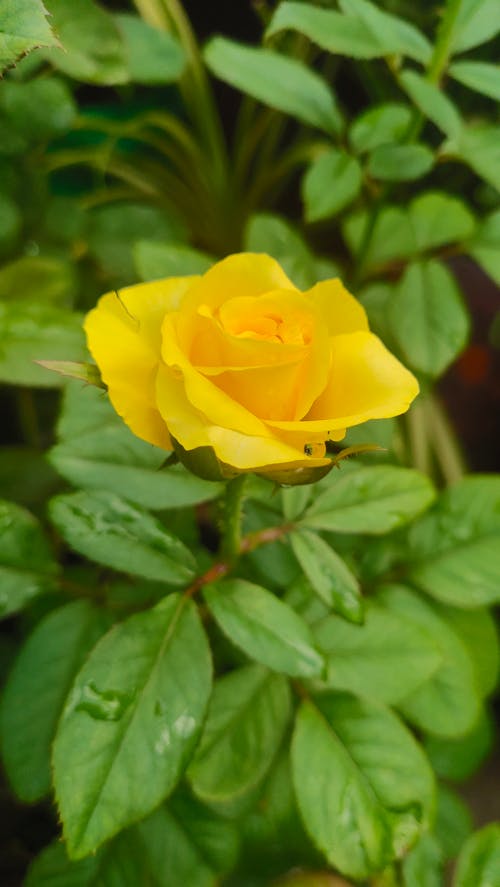 イエローロス3, バラの花, ローズの無料の写真素材