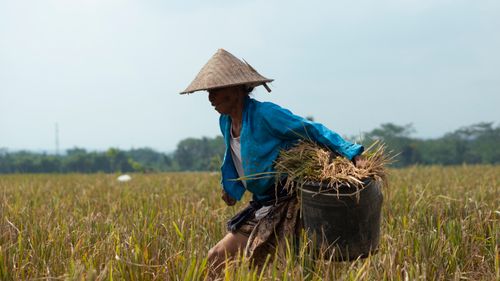 Free Woman harvesting rice in a rural field, showcasing traditional farming. Stock Photo