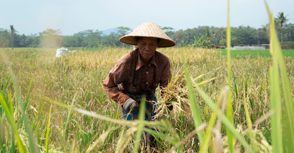 elderly woman teaching a younger person how to harvest rice in a field