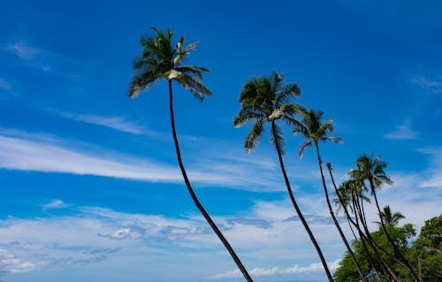 Coconut Trees