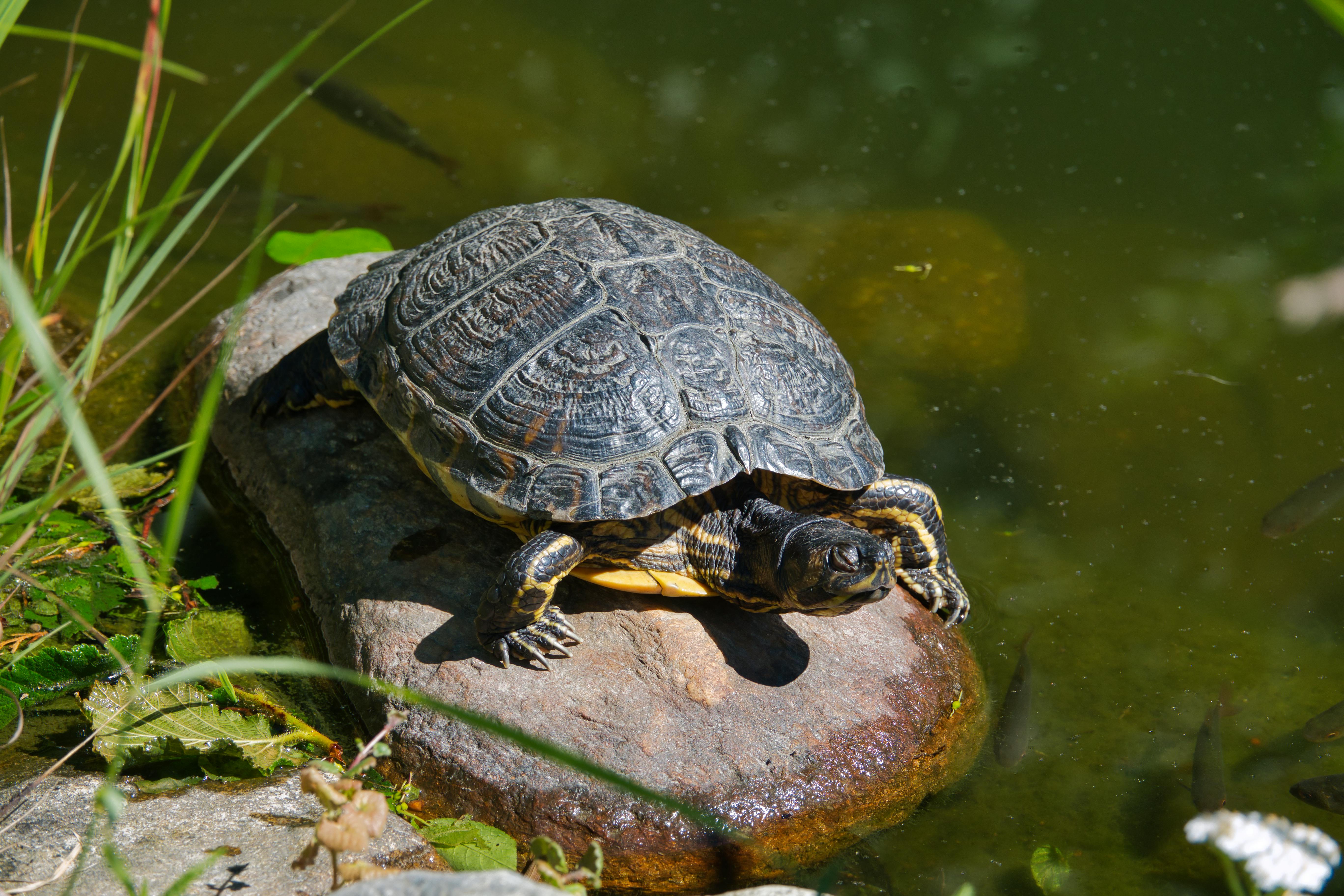Turtle on stone in pond