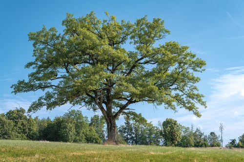 Free A majestic oak tree stands alone in a serene rural landscape under a clear blue sky. Stock Photo