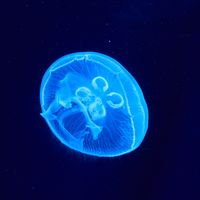 A luminescent jellyfish glowing in the deep blue sea — photo by Timo Volz on Pexels