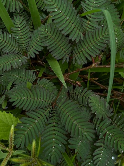 Free Detailed view of fern leaves with raindrops, showcasing natural texture and vibrant greenery. Stock Photo