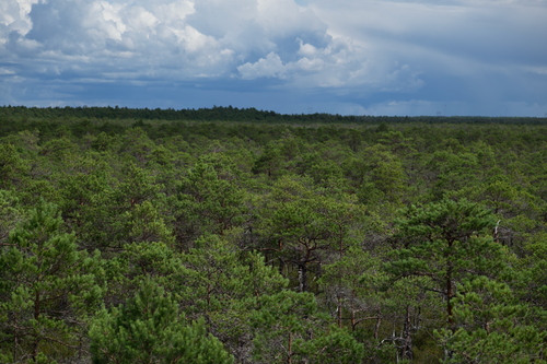 Free A vast green forest under a dramatic, cloudy sky, captured from above, showcasing nature's beauty. Stock Photo