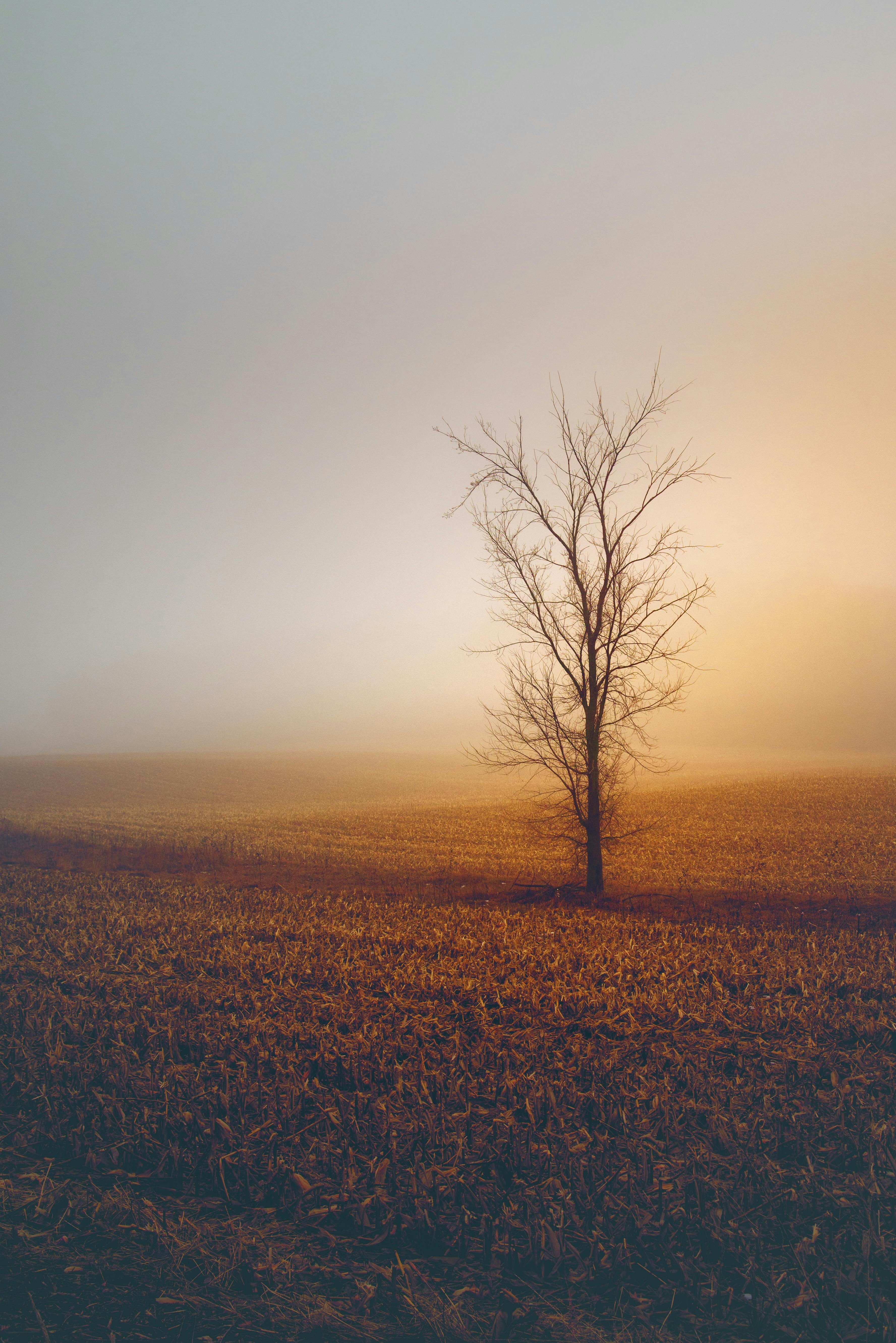 Bare Trees During Golden Hour · Free Stock Photo