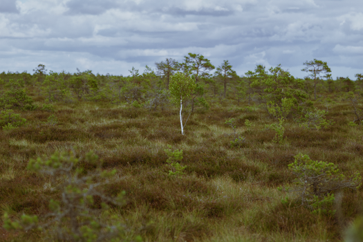 Trees in a Field