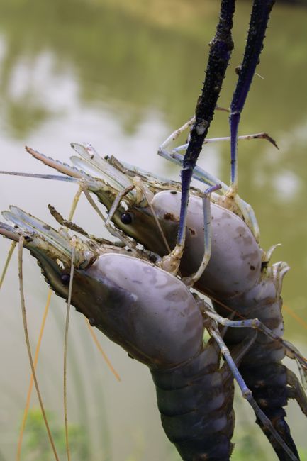 178. Memancing Udang Galah di Sungai-sungai Malaysia 178. Memancing Udang Galah di Sungai-sungai Malaysia