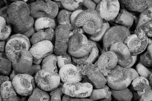 Close up of Ammonites Fossils