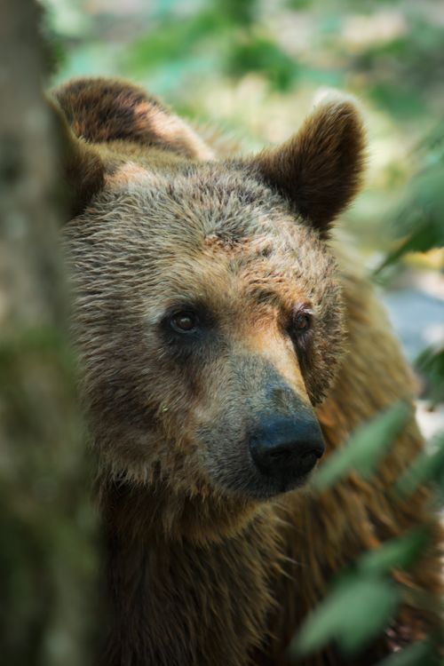 Free Intimate close-up of a brown bear in a natural setting, capturing its intense gaze. Stock Photo