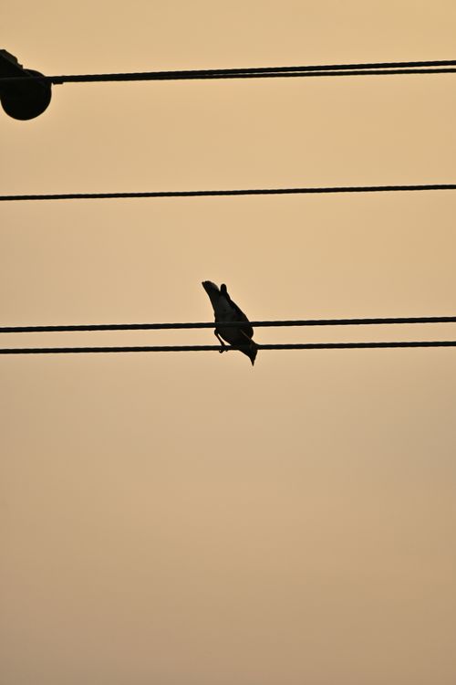 Free SILLHOUETTE BIRD Stock Photo