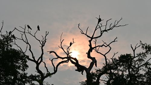 Free BIRDS CHILLING DURING THE SUNSET Stock Photo