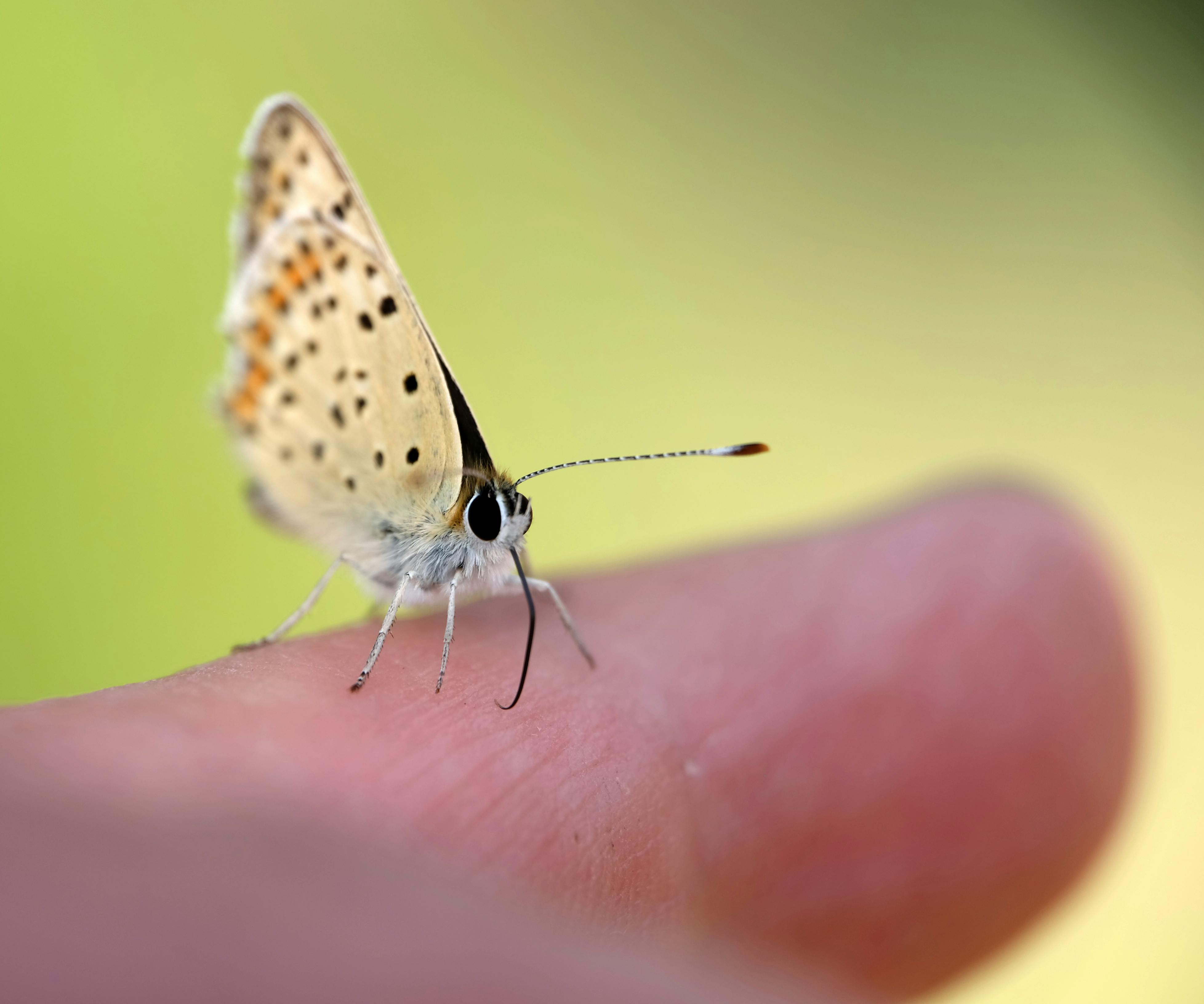 El Pulso Suave del Reggae: Deconstruyendo Baladas y Brillantez Mid-Tempo de Los Cafres