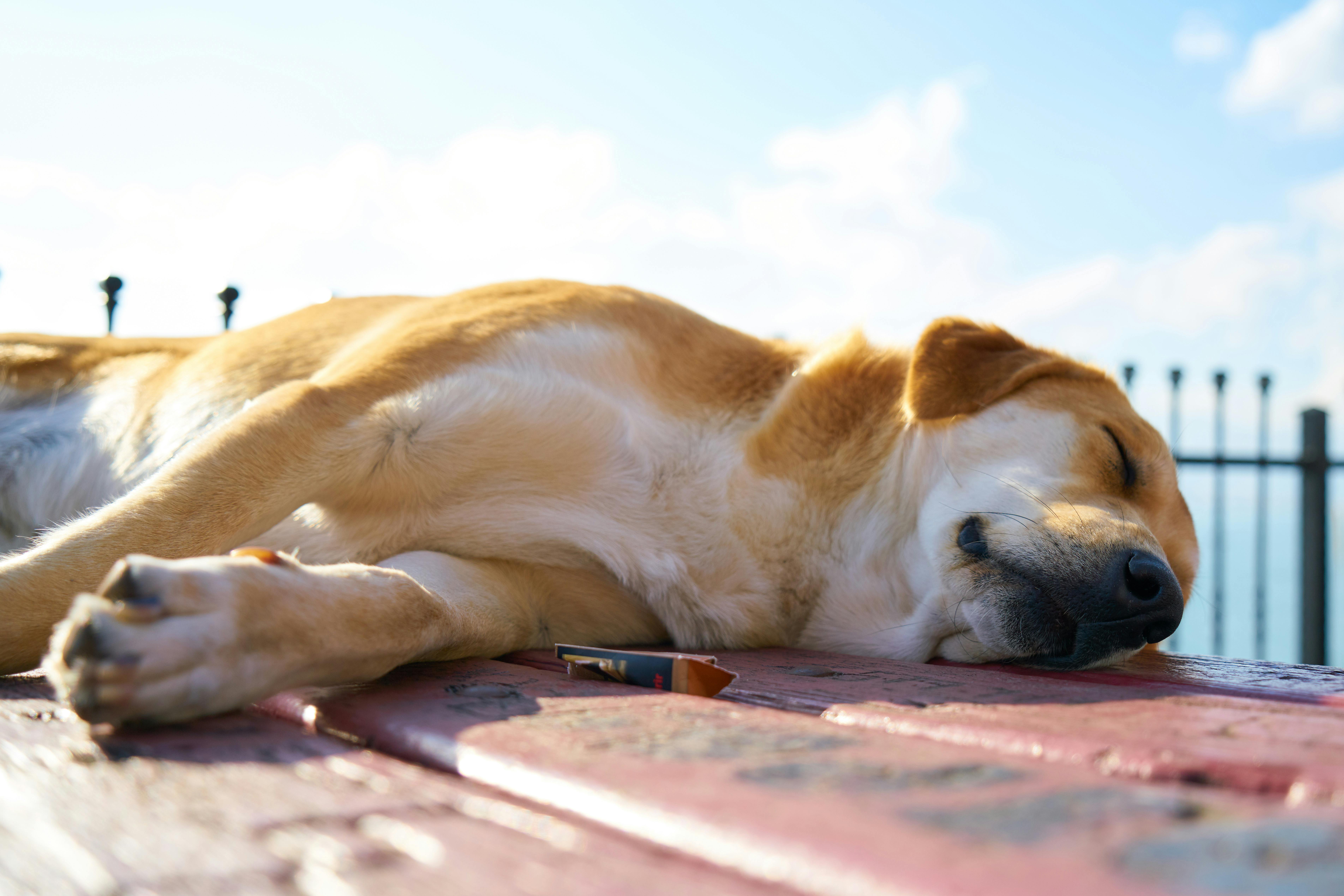 Closeup Photo of Brown Dog Sleeping on Wooden Surface · Free Stock Photo