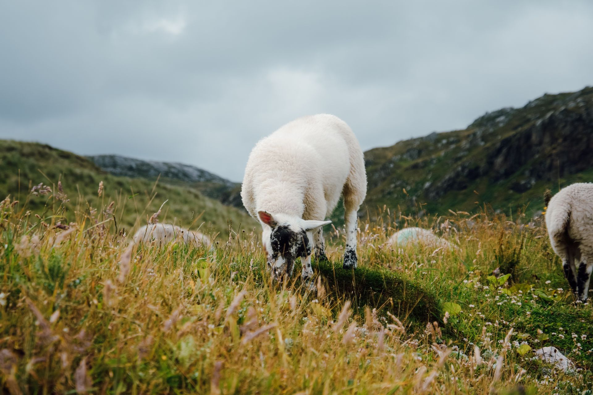 Merino sheep peacefully grazing in lush green countryside pastures with hills.