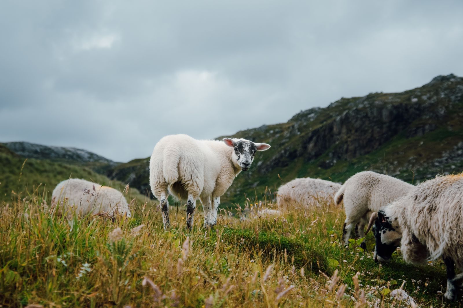 Photo of Sheep on Field · Free Stock Photo