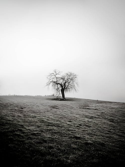 Fog over Single Tree in Countryside