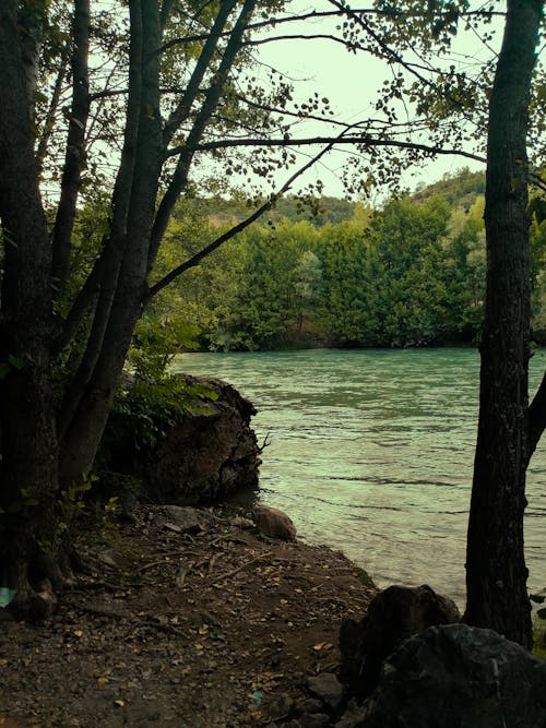Бесплатное стоковое фото с вертикальный выстрел, вода, деревья