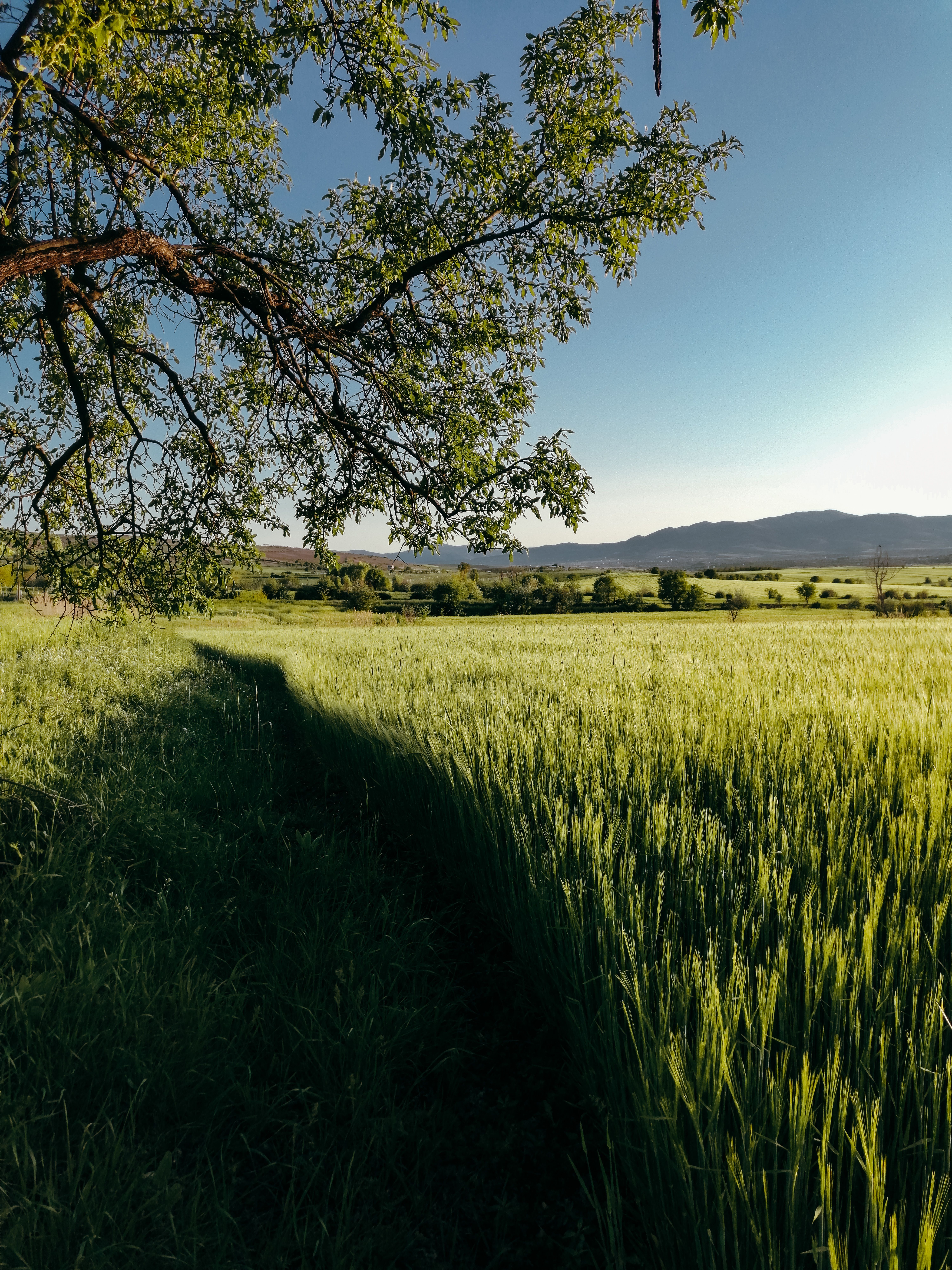 View of an Agricultural Field · Free Stock Photo