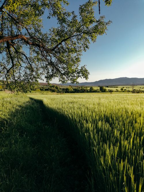 Free Sunlit rural farmland landscape with green fields and distant mountains, perfect for agricultural themes. Stock Photo