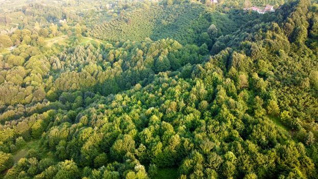 foresta