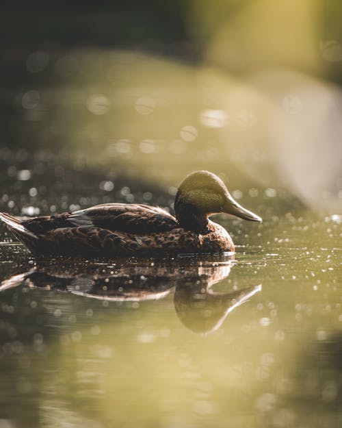 Duck on Lake