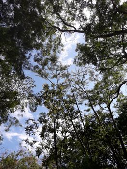 Vibrant green canopy view of a Brazilian forest with sunlight filtering through leaves.