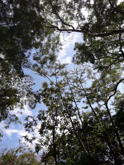 Free Vibrant green canopy view of a Brazilian forest with sunlight filtering through leaves. Stock Photo