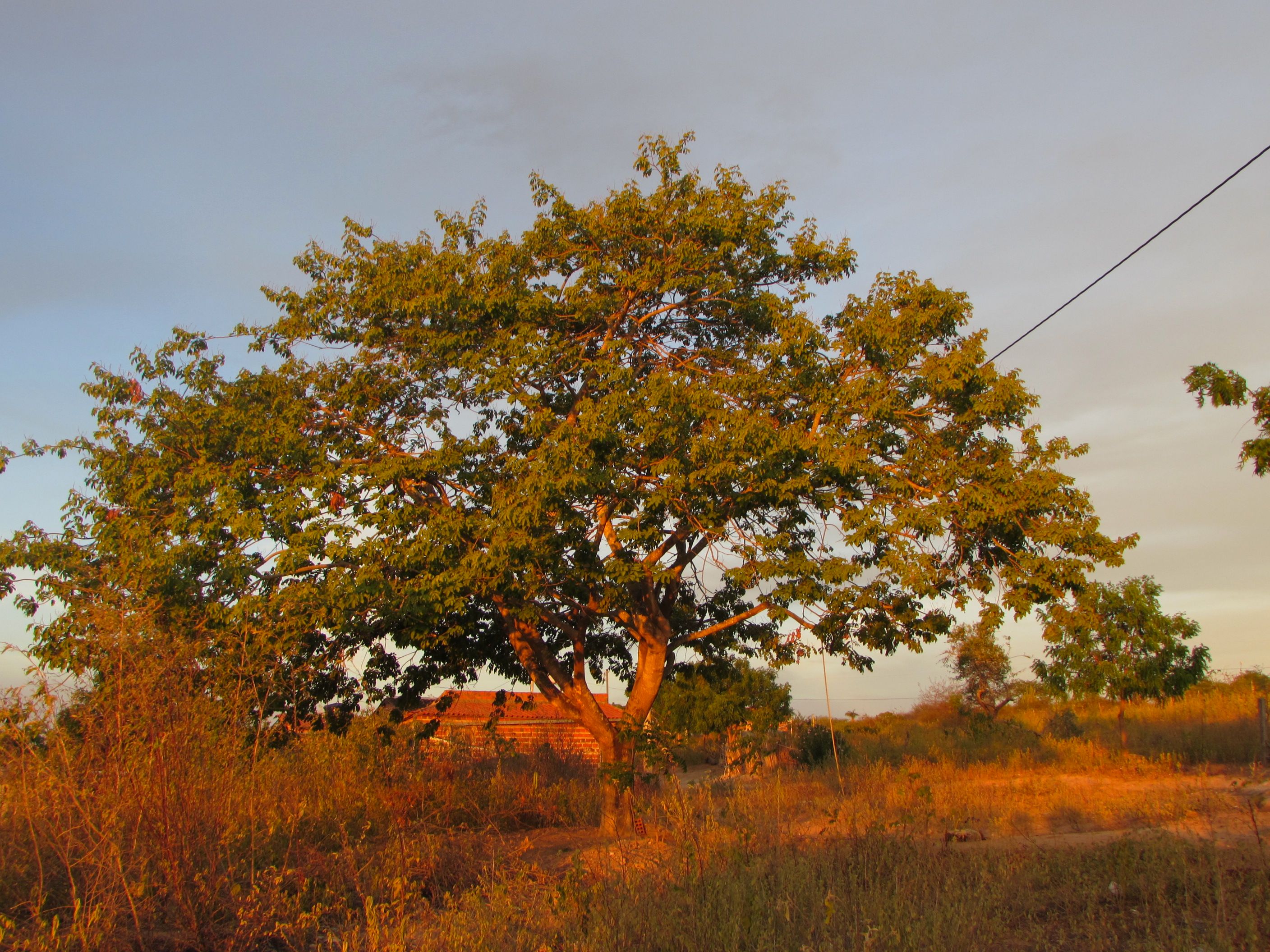 Captures a single tree in a sunlit countryside with a warm, autumnal feel.
