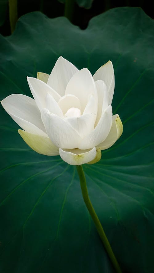 Foto profissional grátis de branco, flor, folha