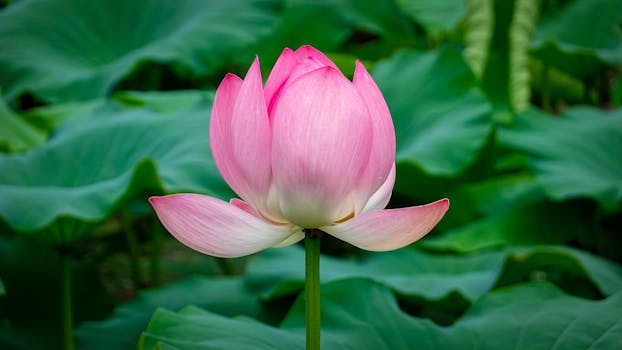 Capture of a vivid pink lotus flower blooming in nature with lush green leaves.