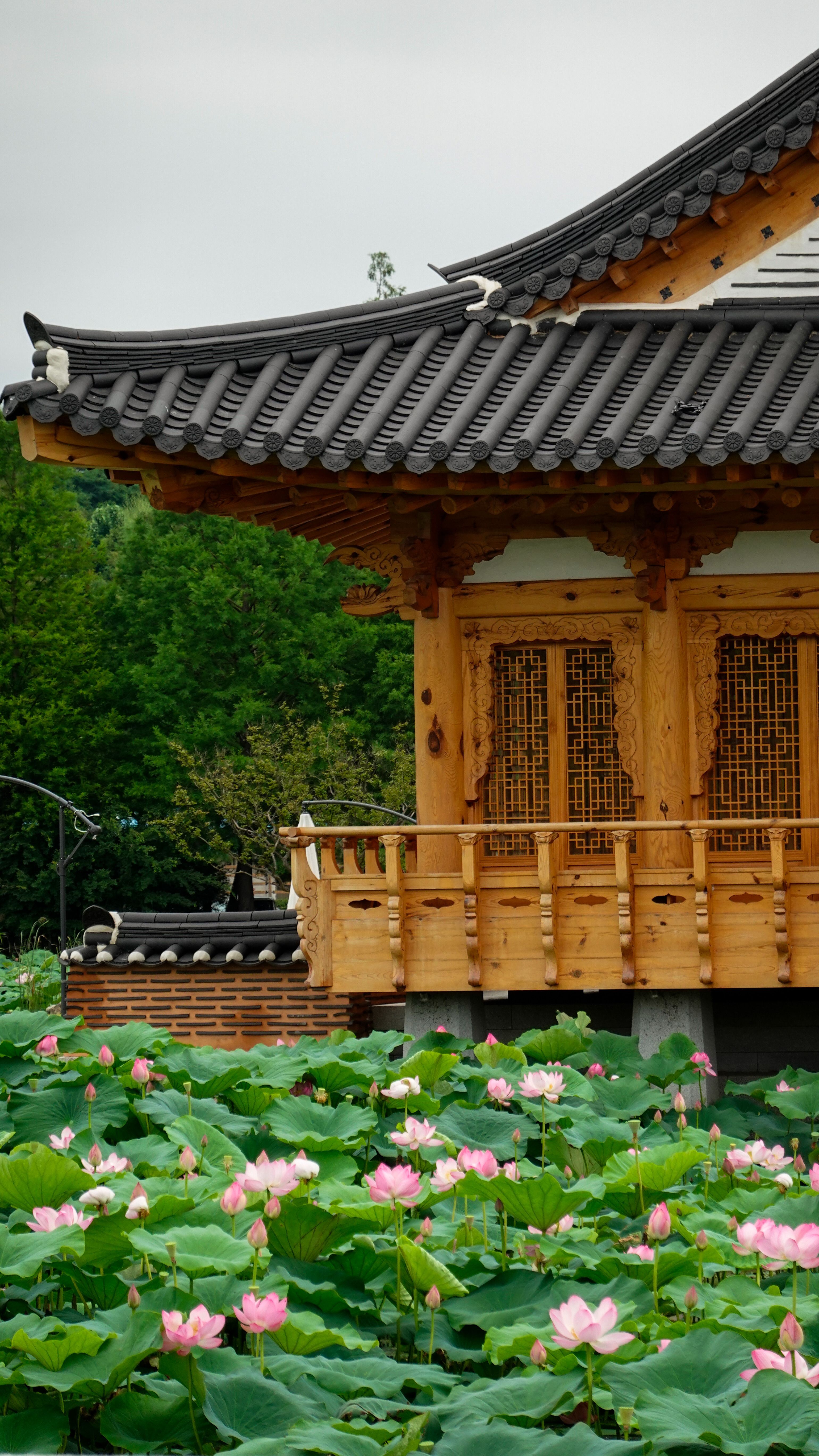 garden of morning calm korea selatan