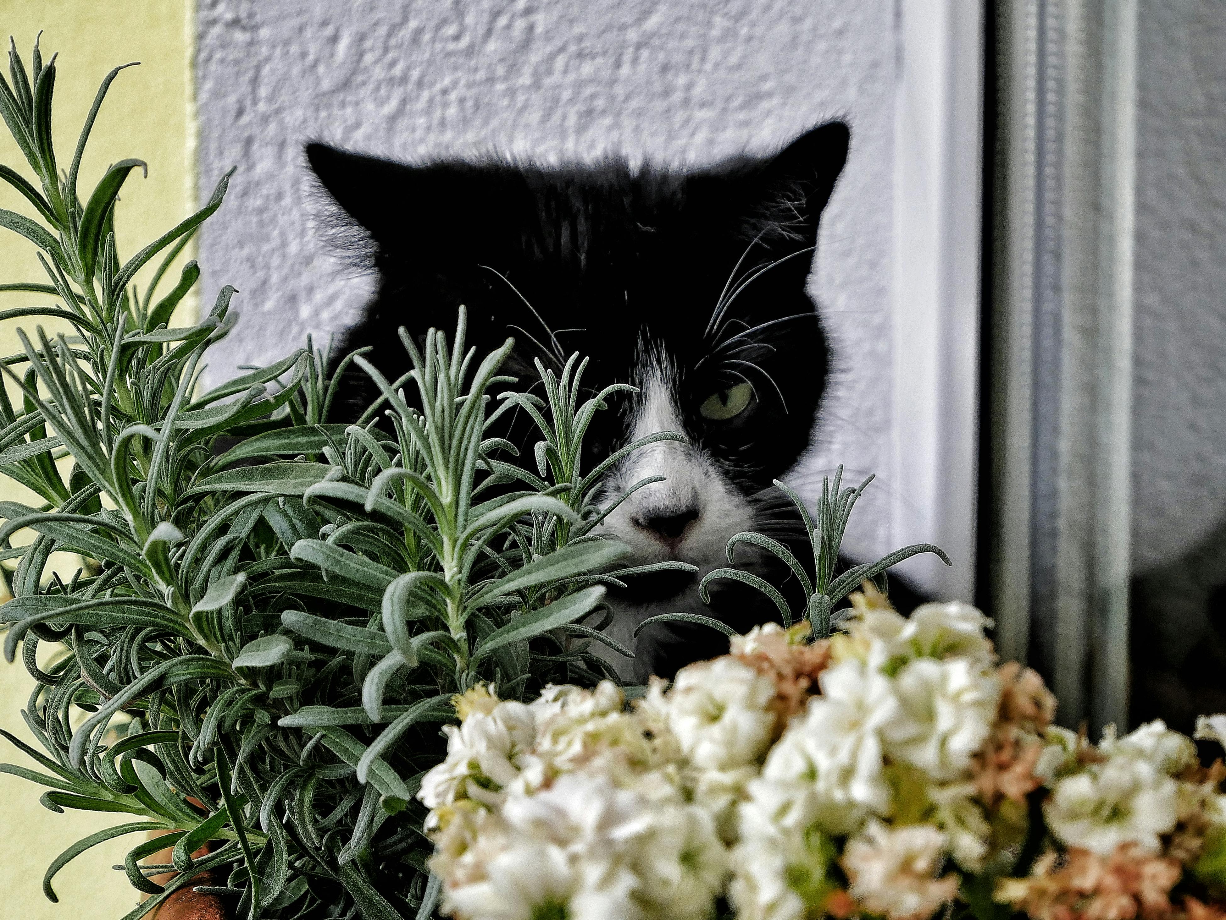 A cat peeking out of a window with some flowers