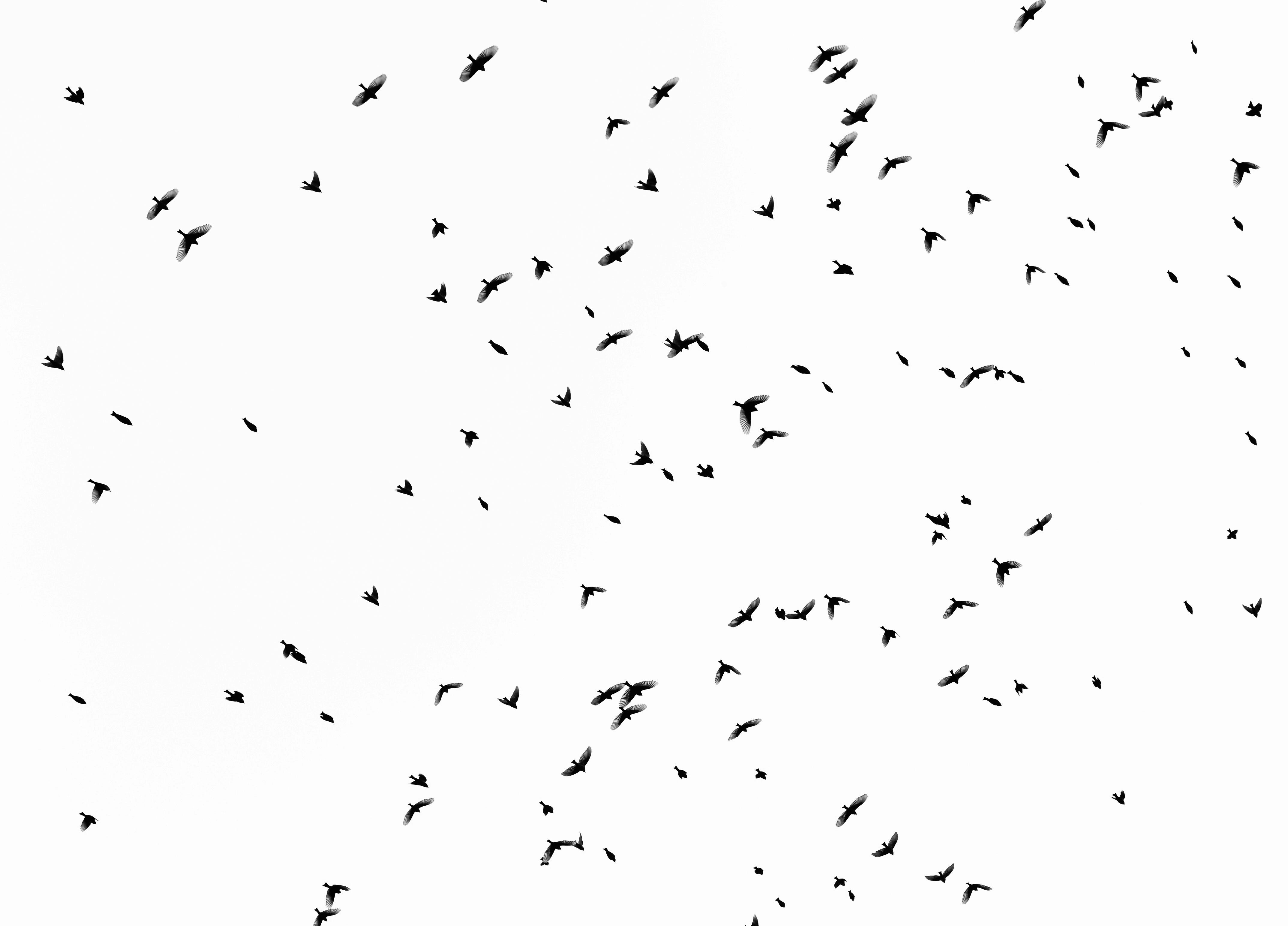 Zadarmo Fotobanka s bezplatnými fotkami na tému birds_flying, cestovať, čierne vtáky Fotka z fotobanky