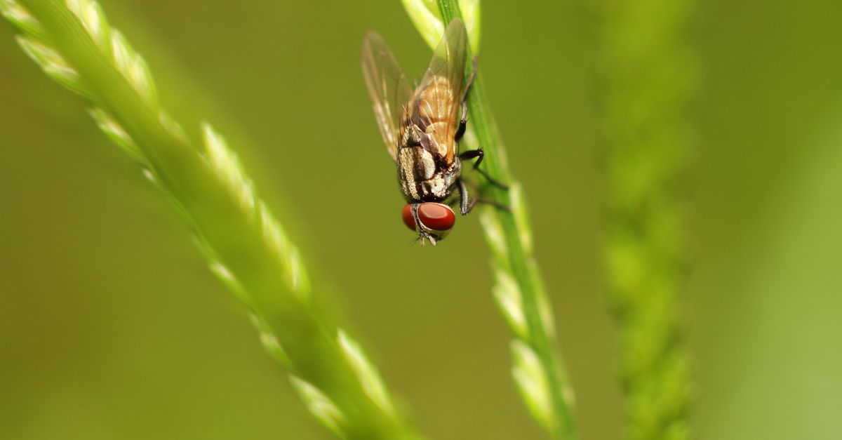 Field Fly Insect Fly on Plant · Free Stock Photo