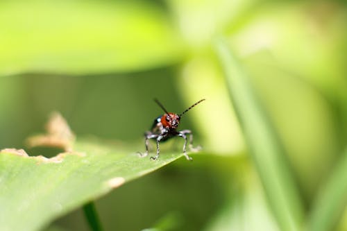 Bug on Leaf